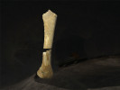 Kost nártní (metatarsus) člověka luzonského (Homo luzonensis), nalezená v jeskyni Callao už v r. 2007 a uložená ve sbírkách Filipínské univerzity v Manile (2012). Foto J. Svoboda