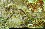 Detaily nálezu tzv. hlodavce z Valče (obr. 5 a obr. na 3. str. obálky). Deska jemně vrstevnatého sladkovodního vápence objevená kolem r. 1690 patří k nejstarším známým nálezům fosilního savce. Byla ve své době hledaným sběratelským unikátem, protože představovala suchozemského „svědka biblické  potopy“, jiné tehdy známé nálezy patřily pouze vodním živočichům. Vlevo dole: detail přední levé končetiny (preparace H. von Meyera r. 1856). Vpravo nahoře: tlakem deformovaná lebka se spodní čelistí. Vpravo dole: řada spodních zubů p4–m3 (preparace O. Fejfara r. 1993). Tyto zuby umožnily přesné určení  druhu plcha Bransatoglis micio.  Foto O. Fejfar (1993)