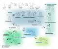 Základní skupiny námelových alkaloidů a stručné schéma jejich biosyntézy. Orig. K. Píchová