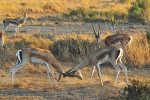 Gazely Thomsonovy a Grantovy (Eudorcas thomsonii a Nanger granti)  lze pozorovat v celém parku, největší skupiny však vytvářejí na otevřených savanách. Foto M. Lubina