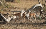 Malá a skrytě žijící antilopa trávní (Raphicerus campestris)