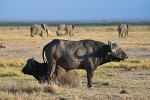 Buvol africký (Syncerus caffer), v pozadí snímku rodina slonů.  Foto J. Valenta