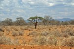 Bohatá vegetace ve formě křovino-travnaté savany s četnými akáciemi v jihozápadní části parku nabízí útočiště žirafám masajským (Giraffa camelopardalis tippelskirchi). Foto M. Lubina