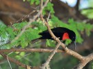 Strdimil senegalský (Chalcomitra senegalensis).  Foto J. Valenta