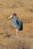 Marabu africký (Leptoptilos crumenifer) rovněž obývá velkou část Afriky  jižně od Sahary. V Amboseli jde o běžně  pozorovaného většího brodivého ptáka. Foto M. Lubina 