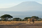 Symbolem národního parku Ambo­seli je slon africký (Loxodonta africana). Jižní část parku mění svůj charakter v akáciový les, v dáli území přechází  do Tanzanie s nejvyšší horou afrického kontinentu – Uhuru v masivu Kilimandžáro. Foto M. Lubina