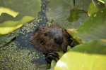 K hojným obyvatelům močálů v národním  parku Point Pelee  patří bobr kanadský  (Castor canadensis).  Erijské jezero,  provincie Ontario, Kanada. Foto J. Valenta