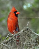 Kardinál červený (Cardinalis cardinalis, na obr. samec) je v Severní Americe velmi oblíbeným pěvcem. Foto J. Valenta