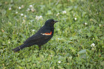 Samec vlhovce červenokřídlého (Agelaius phoeniceus), v močálech všudypřítomného druhu. Foto J. Valenta