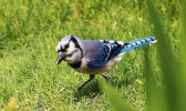 Sojka chocholatá (Cyanocitta cristata) bývá hojně pozorována v parku při okraji lesů. Foto J. Valenta