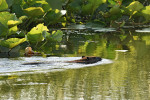 Bobr kanadský (Castor canadensis) hojně obývá močál NP Point Pelee. Foto J. Valenta