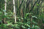 Porosty zeleného horského bambusu Yushania alpina (lipnicovité – Poaceae) dorůstají do 10 m. Pronikají do horního okraje deštných lesů a jako samostatná lesní formace šplhají k výškám  kolem 3 300 m n. m. Foto F. Pelc
