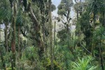 Unikátní vřesovcové mlžné lesy s dominantními porosty stromů rodů Philippia (vřesovcovité – Ericaceae),  třezalka (Hypericum) nebo Hagenia (růžovité – Rosaceae), s větvemi pokrytými závojem lišejníků provazovek (Usnea), jsou soustředěny v nadmořských  výškách 3 000 až 4 000 m. V podrostu se objevuje i obří lobelka Lobelia giberroa. Foto F. Pelc