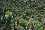 Souvislé porosty stromových starčků Dendrosenecio adnivalis s vtroušenou lobelkou Lobelia wollastonii ve výškách kolem 4 300 m n. m. Foto F. Pelc