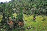 Porosty obří lobelky Lobelia bequaertii se v národním parku Rwenzori v Ugandě objevují na silně podmáčených otevřených partiích v zóně vřesovcových lesů. Dorůstají až třímetrové výšky. Foto F. Pelc
