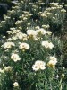 Mezi horskou květenou najdeme  smil Helichrysum stuhlmannii, známější pod lidovým označením slaměnky. Foto L. Ambrozek