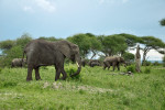 Několikatunový symbol kontinentu, slon africký (Loxodonta africana),  na dosah ruky budí smíšené pocity nadšení a respektu. Foto L. Hrůzová