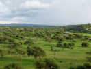 Typický pohled na krajinu národního parku Tarangire – africká savana  s porosty akácií a baobabů, z níž občas vystupuje žulový vrcholek nebo se do ní zařezává říční údolí. Foto D. Storch