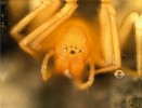 Plachetnatka dutinková (Porrhomma microcavense) hlavohruď zepředu, redukované oči. Foto V. Růžička