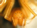 Plachetnatka jeskynní (P. egeria) hlavohruď zepředu, obě přední střední oči a levé zadní postranní oko scházejí. Foto V. Růžička