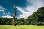 Ještě nedávno byla většina  starých solitérních dubů na nivních  loukách Pohanska a Lánů na jižní  Moravě stanovišti E. quercus. Avšak brzy potom, co mnohé stromy úplně uschly,  je tento brouk definitivně opustil. Snímek J. Klváček