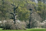 Ještě nedávno byla většina  starých solitérních dubů na nivních  loukách Pohanska a Lánů na jižní  Moravě stanovišti E. quercus. Avšak brzy potom, co mnohé stromy úplně uschly, je tento brouk definitivně opustil. Snímek J. Klváček