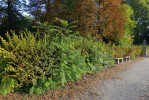 Neudržovaná část zahrady v Liběchově, kde mobiliář postupně pohlcuje divočina a rozrůstají se novodobé invazní druhy jako pajasan žláznatý (Ailanthus altissima) ve stříhané habrové stěně. Foto T. Kučera