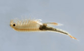 Žábronožka divorohá (Streptocephalus torvicornis) obývá trvalejší mokřady na polích, loukách a polních cestách. V ČR ji nyní známe z jediné lokality na jižní Moravě. Dorůstá 17–34 mm.  Foto M. Stuchlík