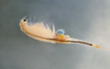 Žábronožka letní (Branchipus schaefferi) – typický obyvatel polních rozlivů, vojenských cvičišť a drobných louží. Je stále relativně hojná v nížinách a středních polohách po celém území ČR. Samička má nápadný barevný vaječný váček. Dorůstá 8–23 mm. Foto M. Stuchlík