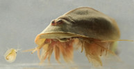 Listonoh letní (Triops cancriformis) je obávaným predátorem periodických vod. Jde o potravního oportunistu, který se nezdráhá konzumovat ani jedince a vajíčka vlastního druhu. Vyskytuje se u nás zejména v polních rozlivech a na vojenských cvičištích, od jara do podzimu. Dorůstá velikosti až 7 cm, včetně dlouhé vidličky (furky) dosahuje maximální délka jeho těla úctyhodných 14 cm. Jak se asi musí cítit ona nebohá perloočka v levé části snímku? Možná jako Dr. Grant v Jurském parku. Foto M. Stuchlík