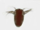 Naupliová larva listonoha letního (Triops cancriformis) je morfologicky podobná naupliovým larvám ostatních skupin korýšů, které spojuje přítomnost tří párů hlavových končetin (antenul, anten a mandibul) a jednoho naupliového očka (tmavá skvrna uprostřed za předním okrajem larvy). Velikost se pohybuje okolo 0,5 mm. Foto A. Devánová 