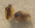 Škeblovka oválná (Cyzicus tetracerus) je dnes v naší krajině vzácných druhem, vyskytuje se pouze na jižní Moravě. Tvar a stavba schránek připomínajících mlže objasňují důvod českého rodového jména. Velikost dospělých jedinců se pohybuje okolo 8–14 mm. Líhnutí vajíček mohou ovlivňovat chemické látky vylučované predátory.  Foto M. Stuchlík