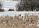 Šakal obecný (Canis aureus) se v současnosti stabilně vyskytuje např.  ve Východoslovenské nížině. V chráněné ptačí oblasti Senianské rybníky ornitologové při svém výzkumu pravidelně zaznamenávají i jeho hlasové projevy.  Foto Š. Danko