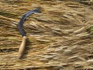 Klasy pšenice jednozrnky (T. monococcum), která se pěstuje v dnešním Rumunsku jako zdroj slámy vhodné pro výrobu klobouků a ozdob. K její sklizni slouží tradiční srp se zubatým ostřím. Foto D. Dreslerová