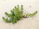 Kuřinečka pryšcovitá (Honckenya peploides), jedna z prvních rostlin, které pomáhají vzniku dun, jelikož zachytávají drobná zrnka písku unášená větrem a hromadí je kolem sebe. Foto F. Trnka