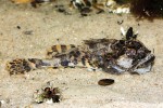 Vranka mořská (Myoxocephalus scorpius), převážně u dna žijící (demerzální) ryba široce rozšířená v Atlantském oceánu a přilehlých mořích. Foto Z. Mačát