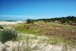 V místě šedé duny se písek pohybuje minimálně, převládají zde mechy  a lišejníky tvořící kompaktní porost. V pozadí další z biotopů, keříčkovitá a stromová vegetace s borovicí lesní (Pinus sylvestris). Foto Z. Mačát