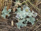 Rostlina symbolizující duny polského pobřeží Baltského moře – máčka přímořská (Eryngium maritimum). Foto F. Trnka