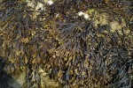 Chaluha bublinatá (Fucus vesiculosus) – ubývající dominanta mořského  litorálu. Foto M. Rulík