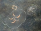 Medúzové stadium talířovky ušaté (Aurelia aurita) lze v letních měsících pozorovat v hojném množství na mělčinách Pucké zátoky. Foto F. Trnka