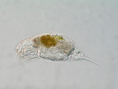 Planktonní vířník Cephalodella acidophila je vázán na velmi kyselé vody. Foto J. Fott
