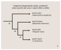 Vzájemné fylogenetické vztahy čtyř „tradičních“ druhů žijících kančilů.  Čísla u jednotlivých větvení udávají dobu, kdy došlo k oddělení větví  (v milionech let). Podle: M. Fernandez a E. S. Vrba (2005)