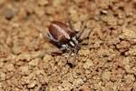 Dospělá samice pavouka Ammoxenus amphalodes, monofágního specialisty. Foto Ch. Haddad
