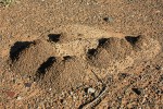 Kopečky hlíny okolo otvoru prozrazují přítomnost všekazů savanových, kteří žijí v podzemních termitištích. Na povrch vylézají jen na velice krátkou dobu a v nepravidelných intervalech. Foto Ch. Haddad