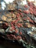 Plodnice drobnovýtrusky rezavé (Acarospora sinopica) zůstávají zanořené v políčkovité stélce (0,5 mm v průměru). Druh dobře kolonizuje horniny s vysokým obsahem železné rudy, který je pro většinu ostatních lišejníků toxický. Foto J. Halda