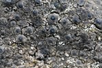 Bazifilní lišejník bradavkovička Thelidium methorium je v ČR znám z vápencové skalky v údolí Rudného potoka v Krkonoších a Velké kotliny v Jeseníkách. Políčkovitá stélka s viditelnými vrcholky zanořených plodnic (průměr 0,5 mm). Foto J. Halda