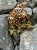 Lupenitá stélka terčoplodku šafránového (Solorina crocea) s hnědými terčovitými plodnicemi (5 mm v průměru). Foto J. Halda