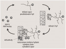 Životní cyklus arbuskulární myko rhizní (AM) houby. Ze spor vyrůstají houbová vlákna (hyfy), ta se mohou větvit, prorůstat půdou a vstupovat do kořenů hostitelské rostliny. Zde vlákna kolonizují mezibuněčné prostory, vstupují do buněk a vytvářejí vezikuly (v obr. nejsou zakresleny) nebo arbuskuly. Mycelium poté prorůstá ven do půdy, kde se na něm vytvářejí spory. Blíže v textu. Převzato z článku: K. Akiyama (2007), s laskavým svolením autora, legenda upravena