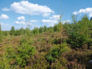 Okrajová část vřesoviště na dopadové ploše Tok v chráněné krajinné oblasti Brdy se šířícím se smrkem ztepilým (Picea abies) a břízou bělokorou (Betula pendula). Foto K. Pánková