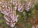  Bohatě kvetoucí dospělá rostlina vřesu obecného (Calluna vulgaris). Foto M. Brindzák 